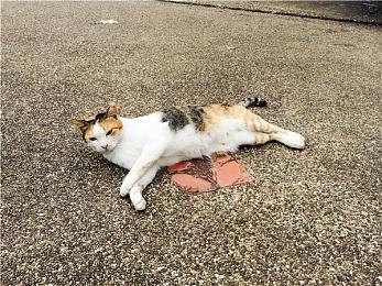 RPG冒险游戏《传奇摔角手》正式推出，支持中文